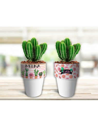 VASOS/MACETAS CACTUS