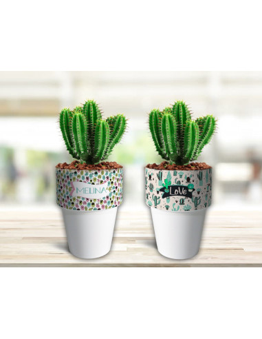 VASOS/MACETAS CACTUS
